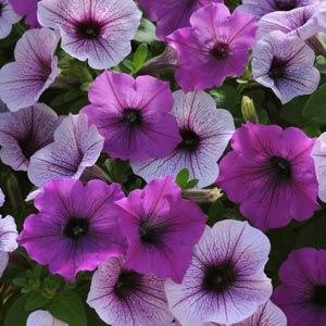 Петуния ампельная гибридная (Petunia х hybrida)