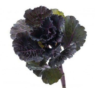 Декоративная капуста (Brassica oleracea)