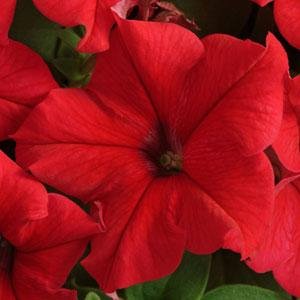 Петуния крупноцветковая (Petunia grandiflora)