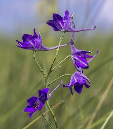 Дельфиниум полевой (Delphinium consolida)