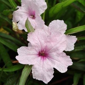 Руелия Бриттона (Ruellia brittoniana)