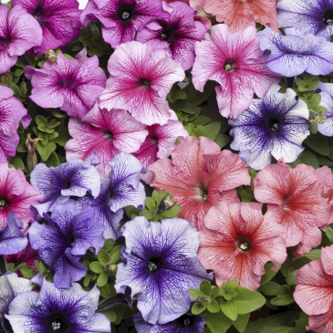 Петуния крупноцветковая (Petunia grandiflora)