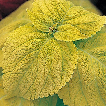 Колеус Блюме (Coleus blumei)