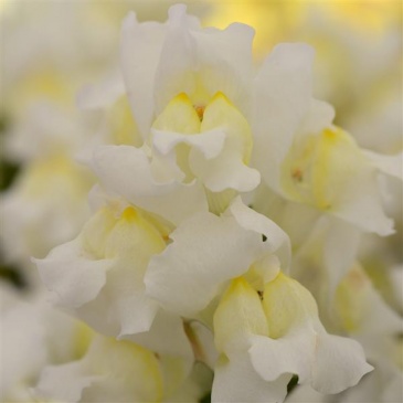 Львиный зев (Антирринум) большой (Antirrhinum majus)
