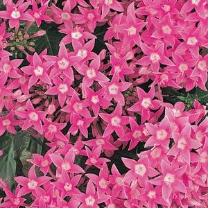 Пентас ланцетовидный (Pentas lanceolata)