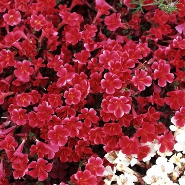 Губастик гибридный (Mimulus x hybrida)