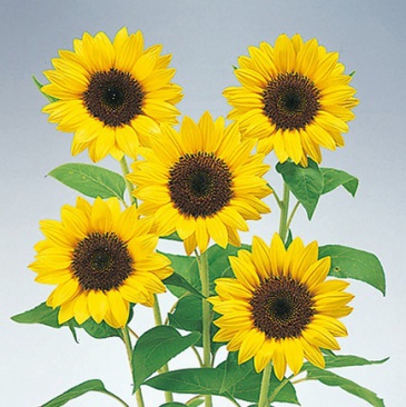 Подсолнечник летний (Helianthus annuus) Подсолнечник летний (Helianthus annuus)