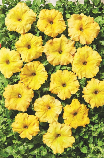 Петуния ампельная гибридная (Petunia x hybrida)