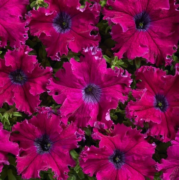 Петуния крупноцветковая (Чехия) бахромчатая (Petunia grandiflora)