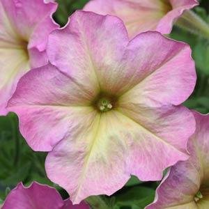 Петуния многоцветковая (Petunia multiflora)