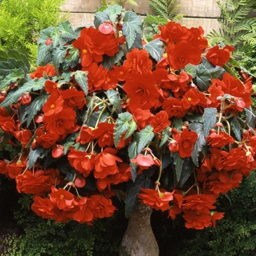 Бегония клубневая махровая ампельная (Begonia tuberhybrida)