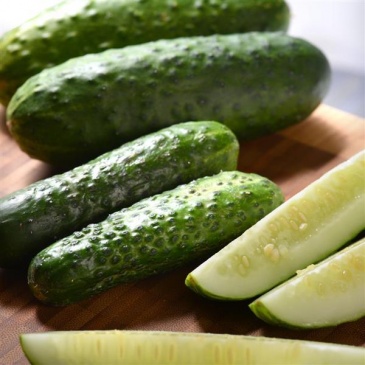 Огурец посевной (Cucumis sativus)