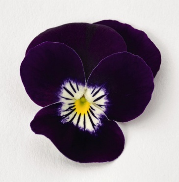 Виола рогатая (Viola cornuta)