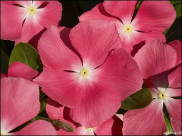 Катарантус розовый (Vinca rosea)