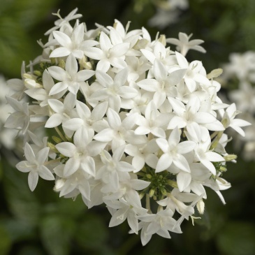 Пентас ланцетовидный (Pentas lanceolata)
