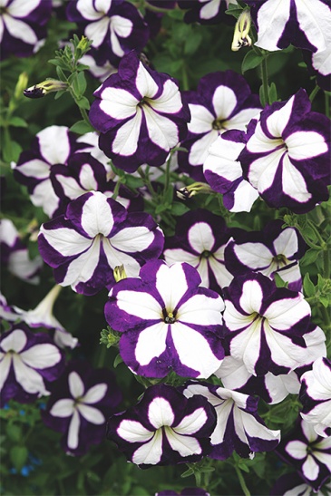 Петуния ампельная гибридная (Petunia x hybrida)