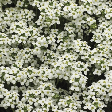 Гутчинзия альпийская (Pritzelago alpina (Нutchinsia))