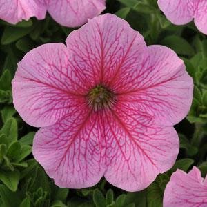 Петуния крупноцветковая (Petunia grandiflora)