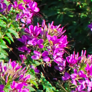 Клеома Хасслера (Cleome hassleriana)
