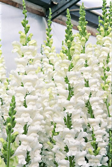 Львиный зев (Антирринум) большой (Antirrhinum majus)
