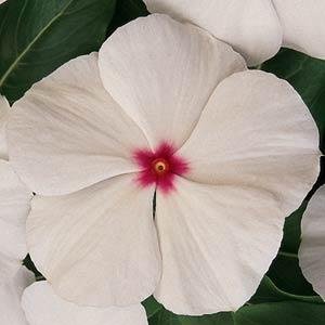 Катарантус розовый (Vinca rosea)
