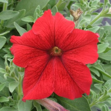 Петуния крупноцветковая (Petunia grandiflora)