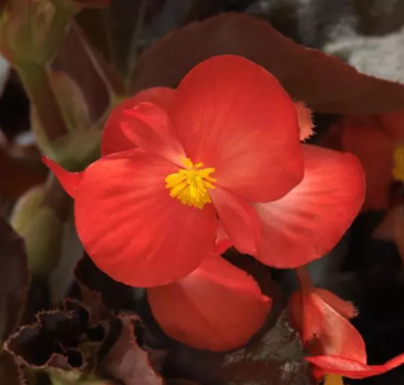 Бегония гибридная (бронзовая листва) (Begonia hybrida)