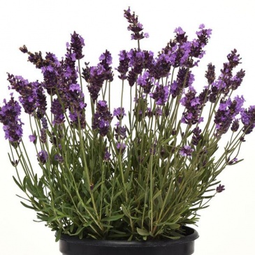 Лаванда узколистная (Lavandula angustifolia)