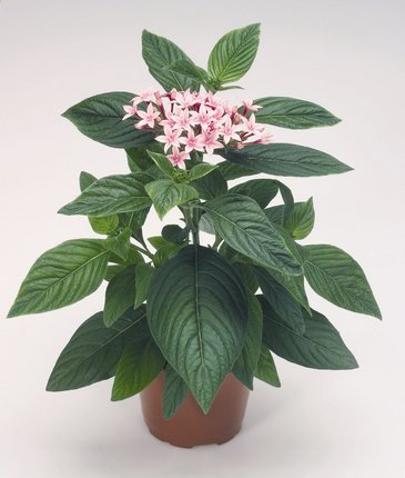 Пентас ланцетовидный (Pentas lanceolata)
