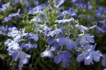 Лобелия ежевидная (Lobelia erinus)