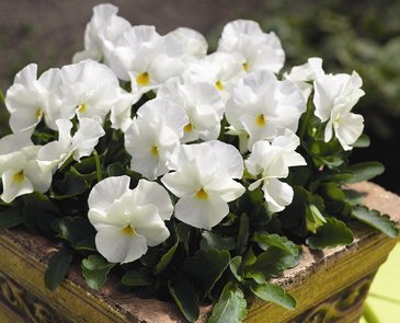 Виола рогатая (Viola cornuta)