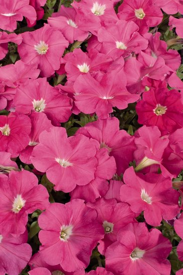 Петуния многоцветковая (Petunia multiflora)