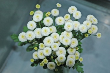 Пиретрум девичий (Tanacetum parthenium)