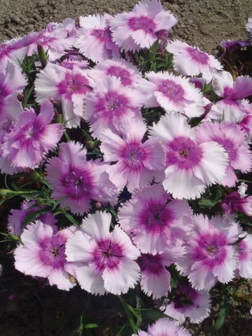 Гвоздика китайская (Dianthus chinensis)