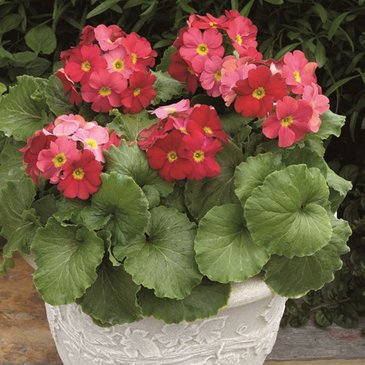 Примула обратноконическая (Primula obconica)