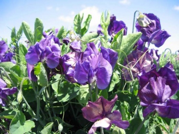 Горошек душистый (Lathyrus odoratus)