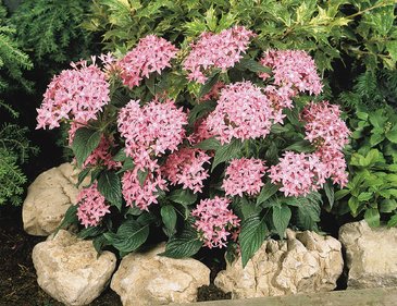 Пентас ланцетовидный (Pentas lanceolata)