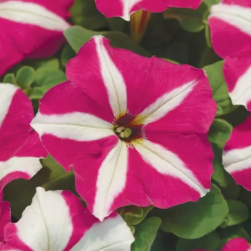 Петуния многоцветковая (Petunia multiflora)
