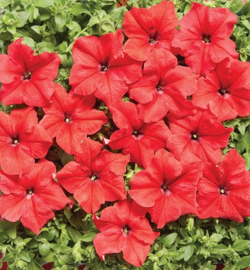 Петуния крупноцветковая (Petunia grandiflora)
