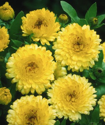 Календула лекарственная (Calendula officinalis)