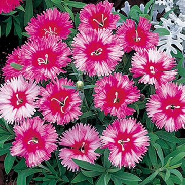 Гвоздика китайская (Dianthus chinensis)