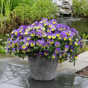 Виола виттрока ампельная (Viola wittrockiana)