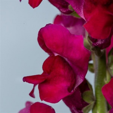 Львиный зев (Антирринум) большой (Antirrhinum majus)