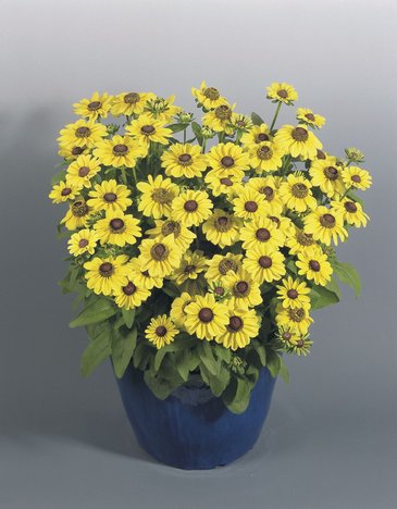 Рудбекия волосистая (Rudbeckia hirta)