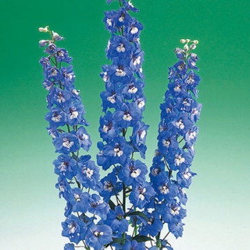 Дельфиниум высокий (Delphinium elatum)