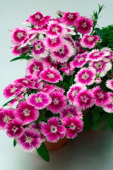 Гвоздика гибридная (Dianthus interspecific)