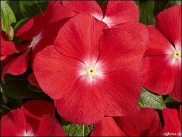 Катарантус розовый (Vinca rosea)