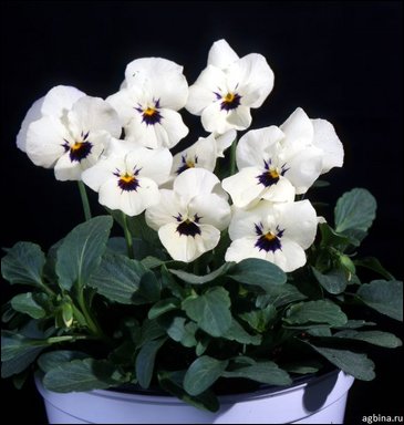 Виола рогатая (Viola cornuta)