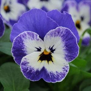 Виола рогатая (Viola cornuta)
