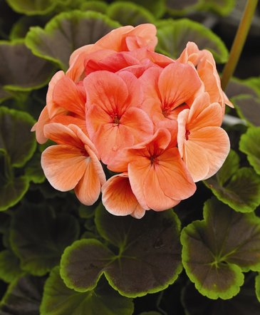 Герань (пеларгония садовая) (Pelargonium x hortorum)
